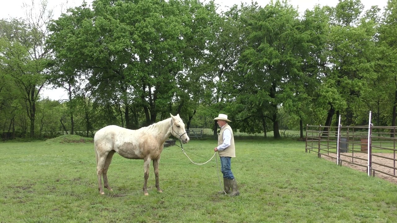Starting a 2 Year Old Colt WITHOUT a Round Pen