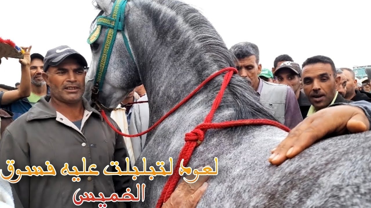 عود الخوت دخلوه غرباو لسوق الخميس سهول أباعوه أملي خرج يتعبر لقاو شوروط مكاملينش