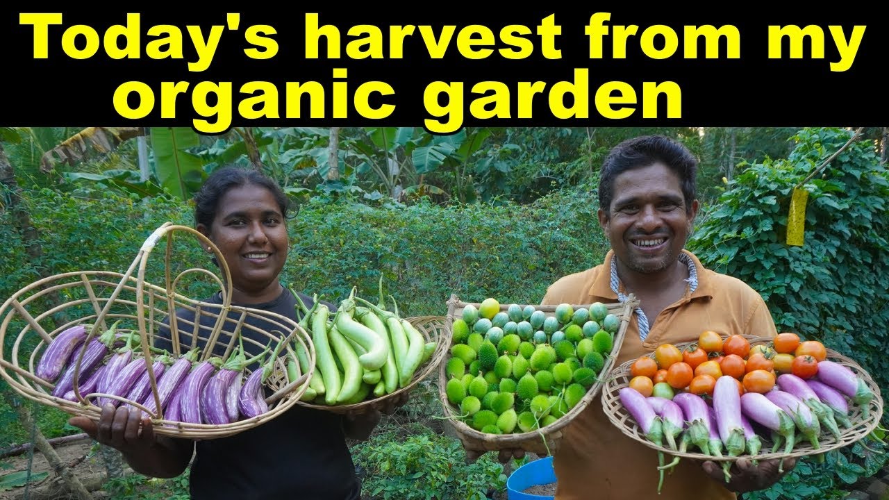 Today's harvest from my organic garden මගේ කාබනික ගෙවතුවගාවේ අද අස්වැන්න organic garden sri lanka