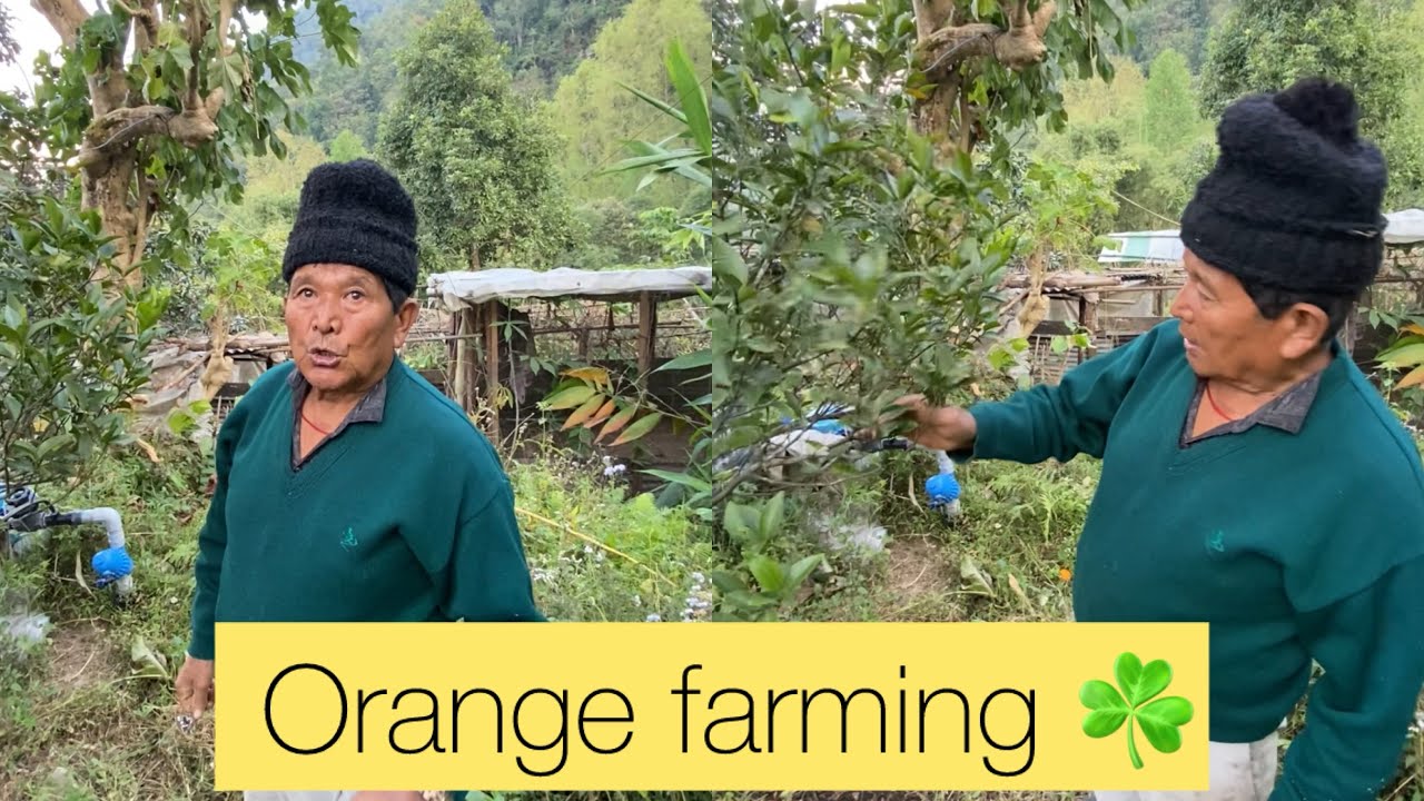 Orange farming by Mhamey ☘️😍 #viralvideo #nepali #villagelife #fypシ #sikkim #grandpa 