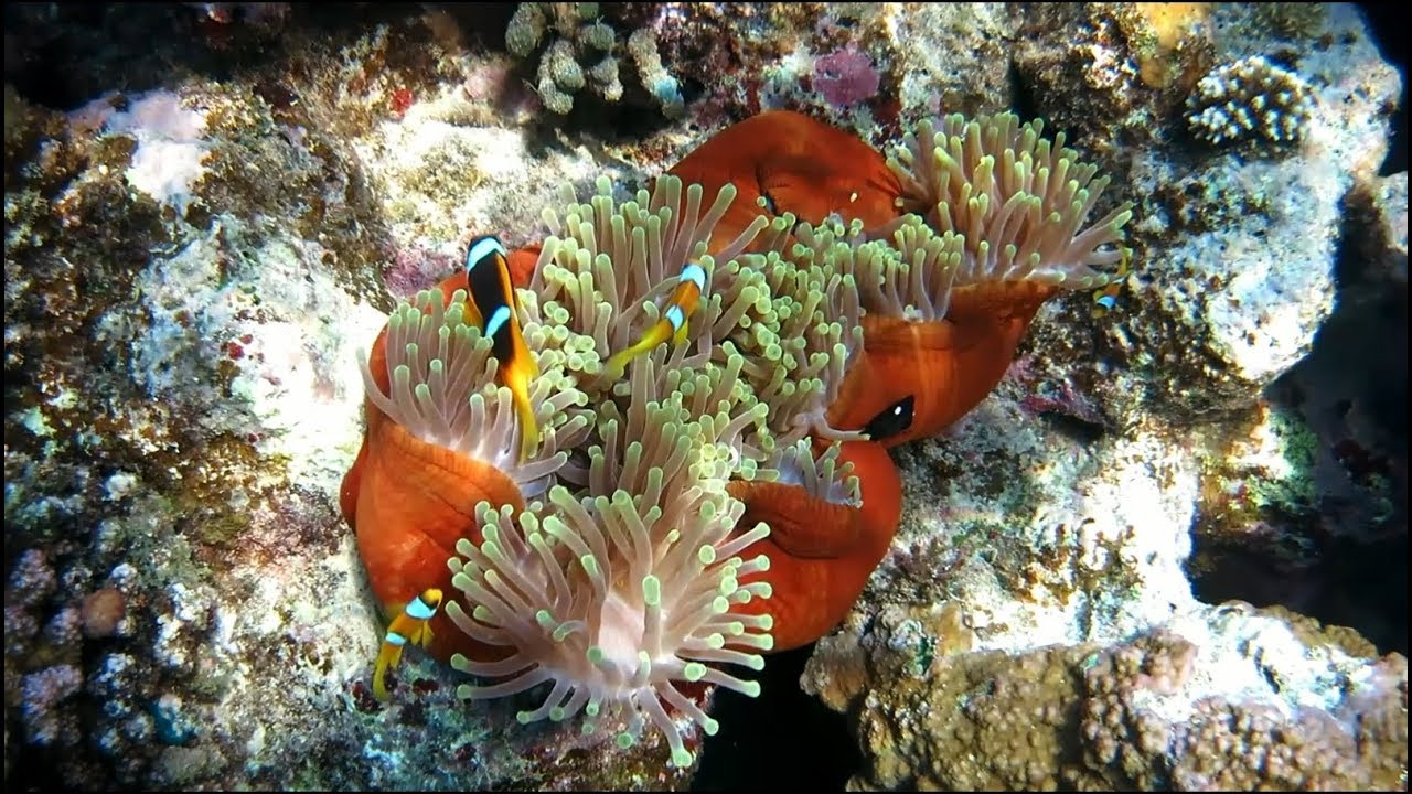 Lahami Bay, August 2018 