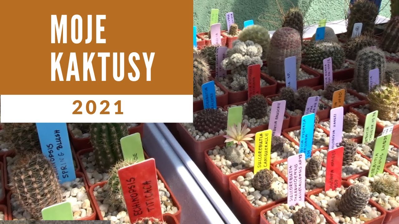 Moje kaktusy #1 MOJA KOLEKCJA KAKTUSÓW 2021