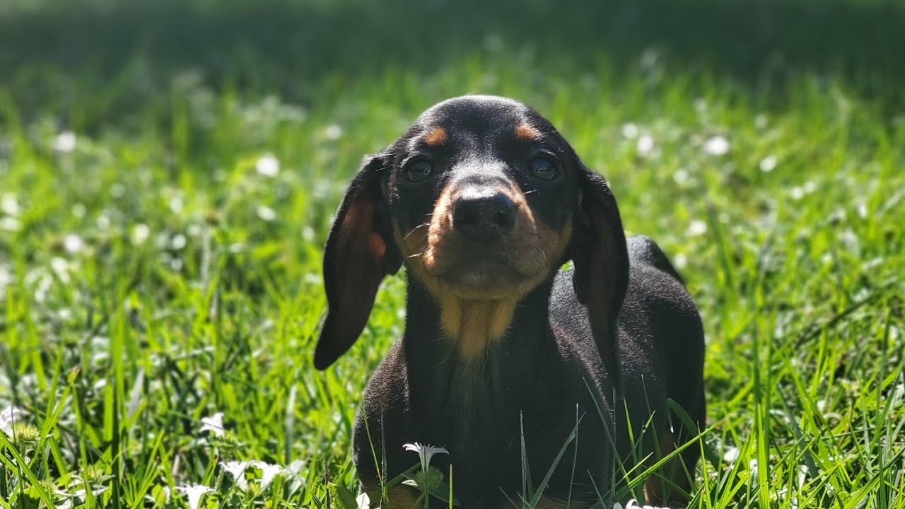 Mini Dachshund Puppy 12 weeks!!
