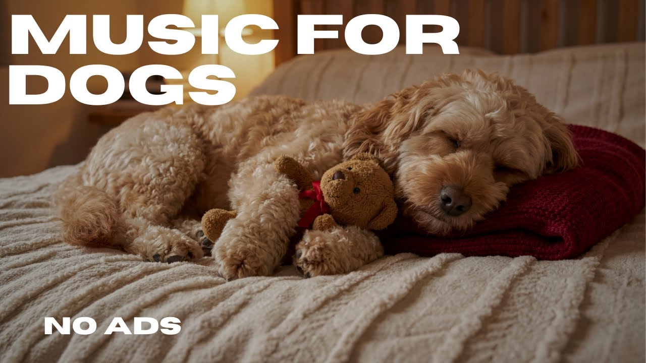 Calming Music for Dogs at Night 🌙 8 Hour Sleep Aid