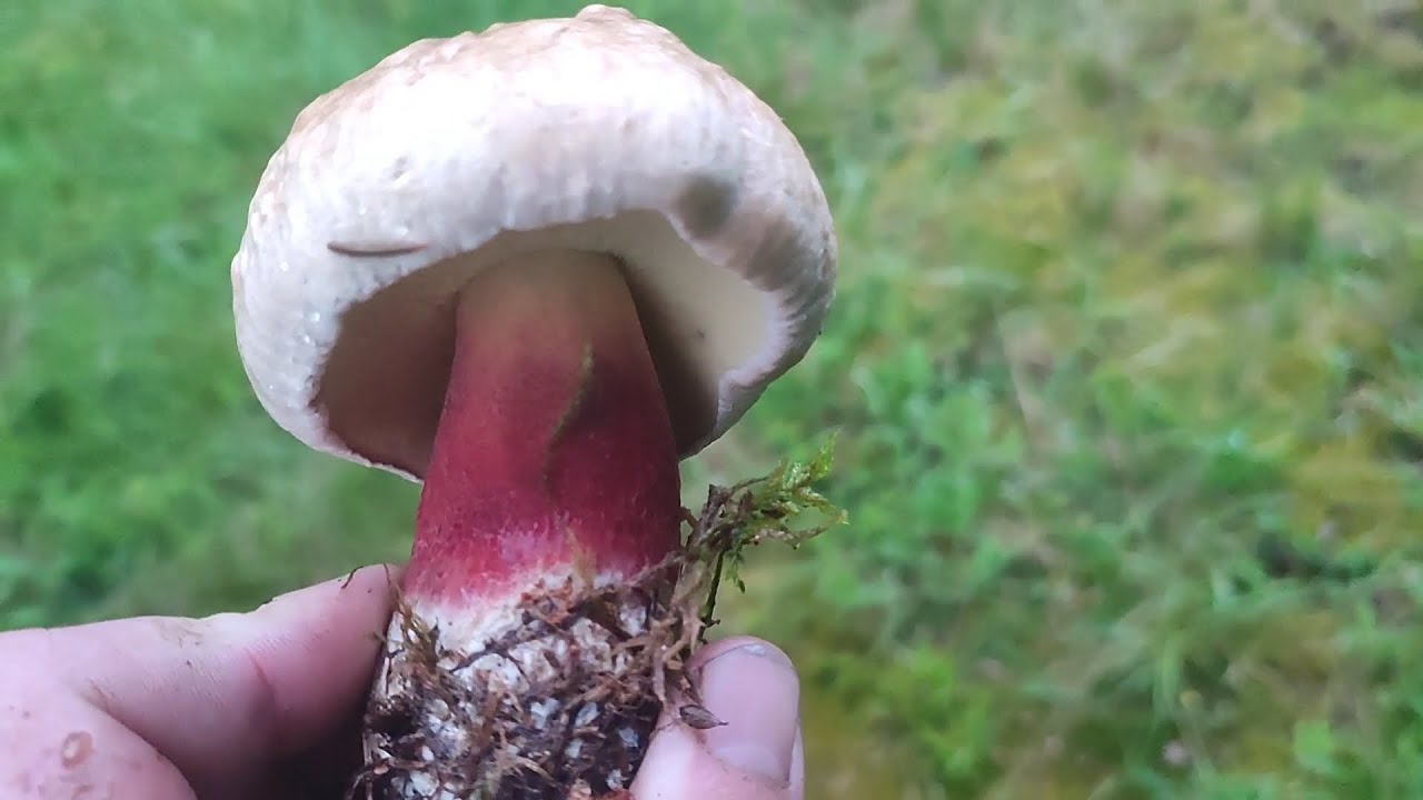 Які знайдемо Гриби під полониною?  Сатанинський гриб... 🍄🍄🍄 (17.06.2023)
