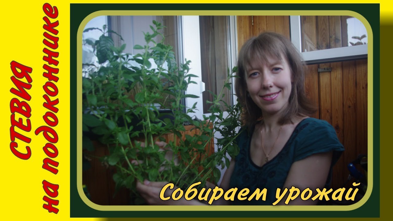 Стевия на подоконнике. Сбор урожая стевии 2020.