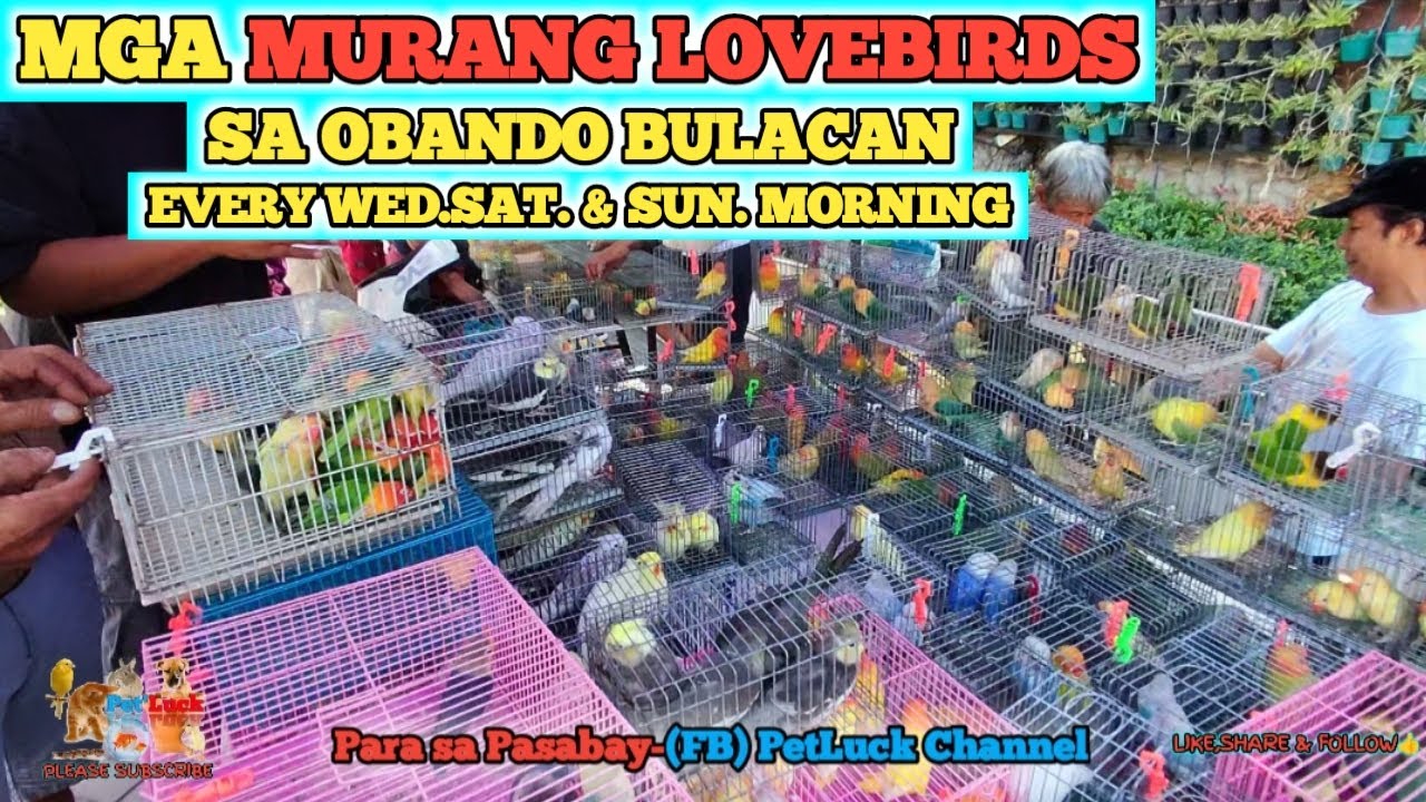 LOVEBIRDS SALE SA OBANDO BULACAN