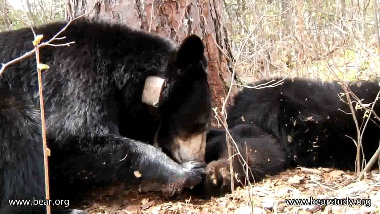 Lily the Black Bear - Lily grooming Faith - May 14, 2011