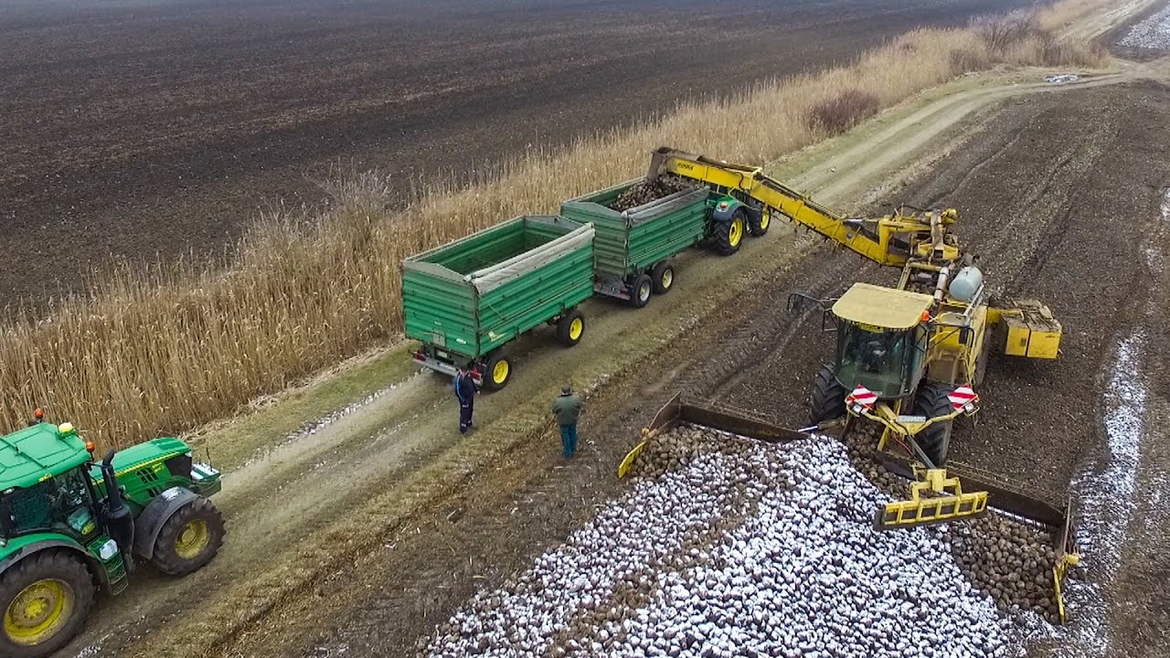 Ropa Euro Maus Loading Sugar Beet - MTZ 1025.2 + 14x John Deere Tractors (Cukorrépa szállítás)