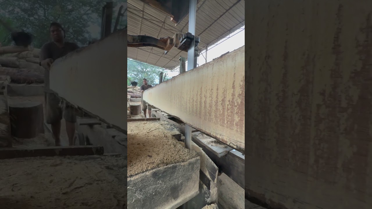 INCREDIBLE GIANT LOG CUTTING! Intense and Stunning Sawmill Action