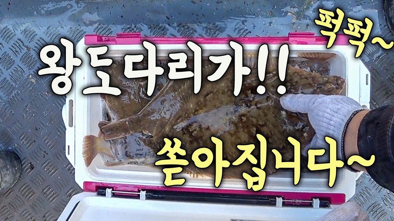 [다리tv] 왕 도다리가 쿨러조황 퍽퍽!!! 빈손으로 가셔도 되요!!^^