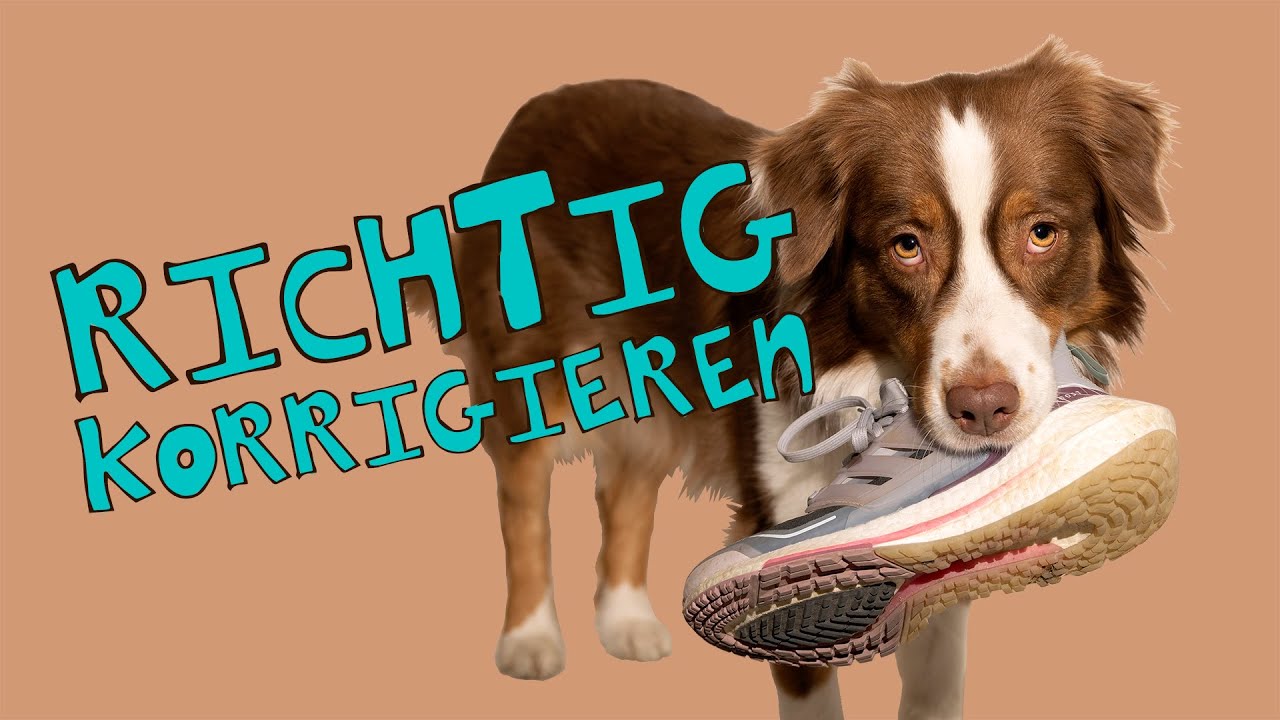 Wie du deinen Hund richtig korrigierst // Unerwünschtes Verhalten unterbrechen // hundplusherz