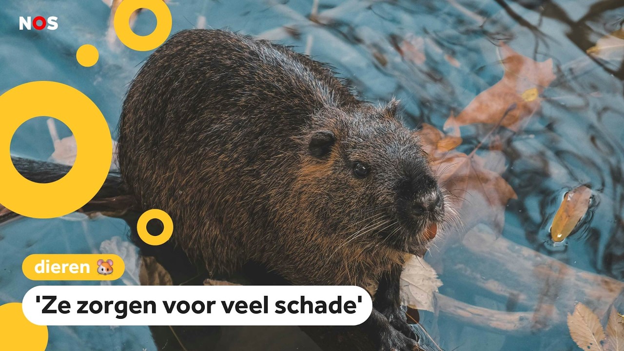 Bevers krijgen zender in hun staart