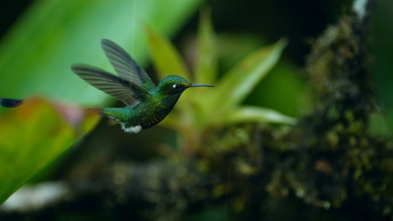 Este colibrí busca néctar en plena tormenta | National Geographic España