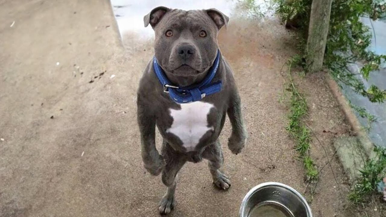 Nunca he conocido a un perro que sepa hacerme reír tanto 🐶