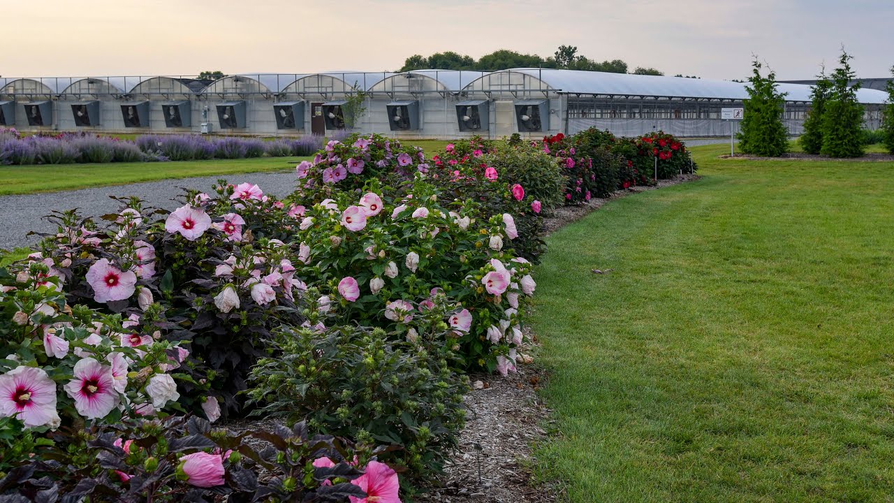 Сравнение морозостойких гибискусов! Счастливой #SummerificWeek🌺 | Walters Gardens