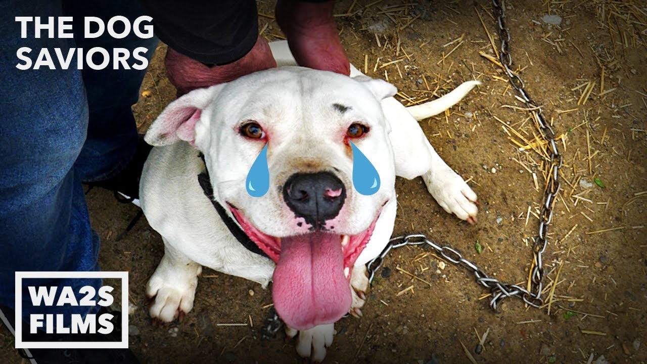 Chained Pit Bull Cries 4 Years Until Hope For Dogs Rescue Him!  Hope For Dogs | My DoDo