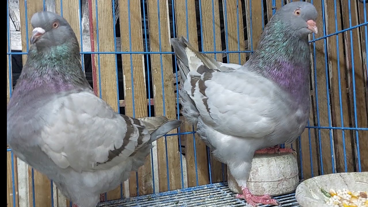 5 خطوات مهمه لو عاوز طيورك بدون أمراض ويكون عندك أفضل إنتاج للزغاليل