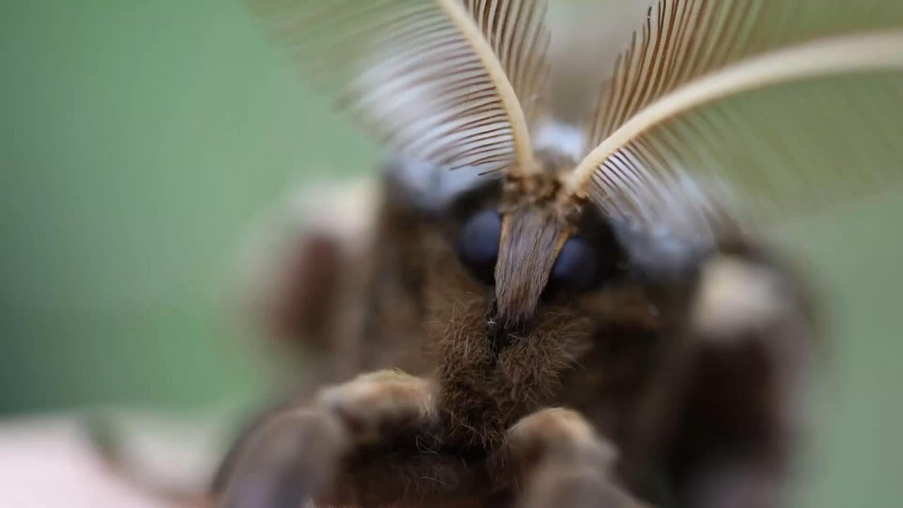A Short Version of the Polyphemus Moth Life Cycle