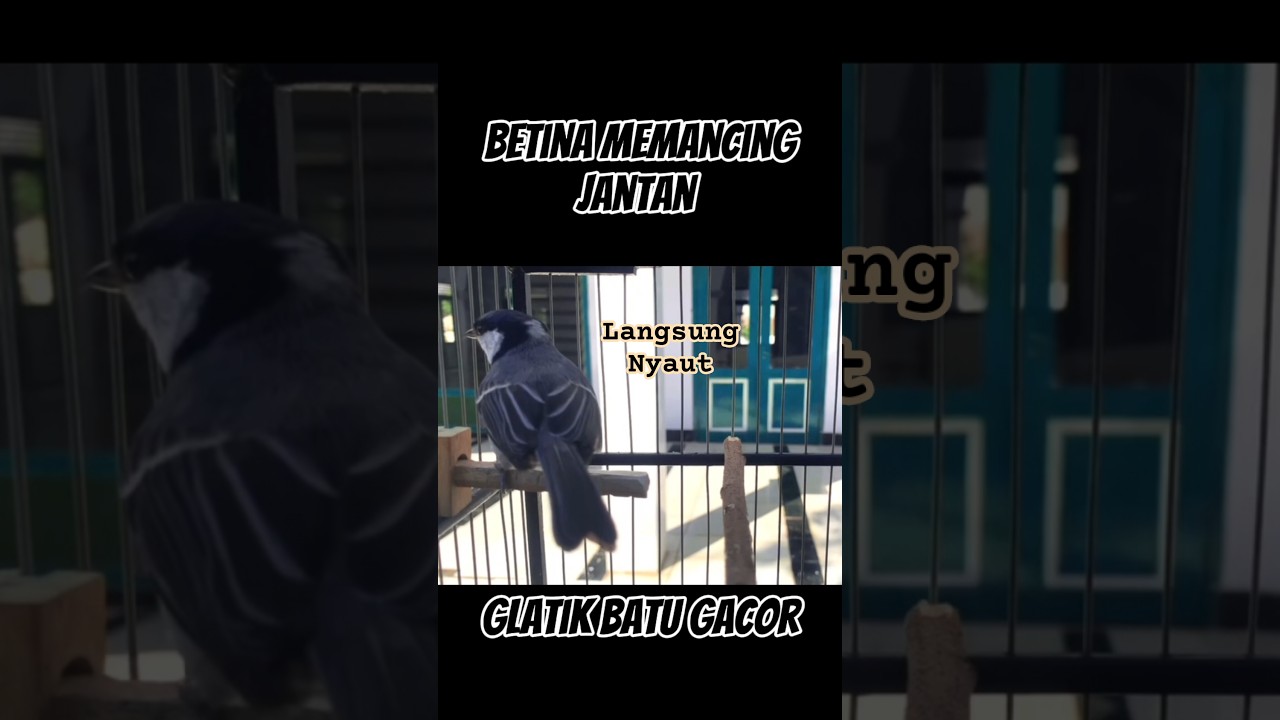 Glatik Betina memancing jantan #langsungnyaut #glatik #gelatik #gelatikbatugacor #glatikbatu #short