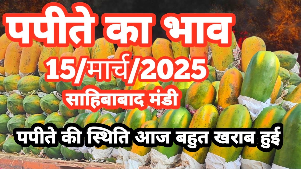 15/मार्च/2025 पपीते का भाव साहिबाबाद मंडी | today papaya rates |#papaya #papite #papita  #mandirates