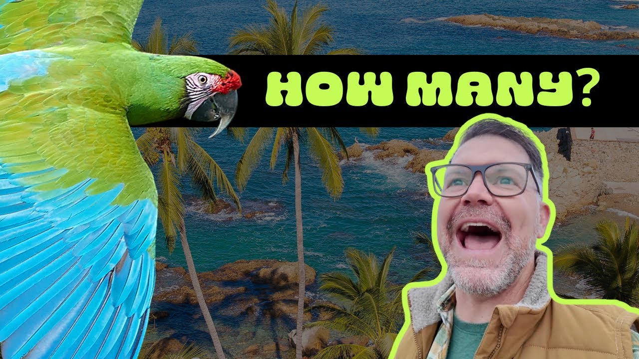 How Many Birds Can you See in Puerto Vallarta, Mexico?