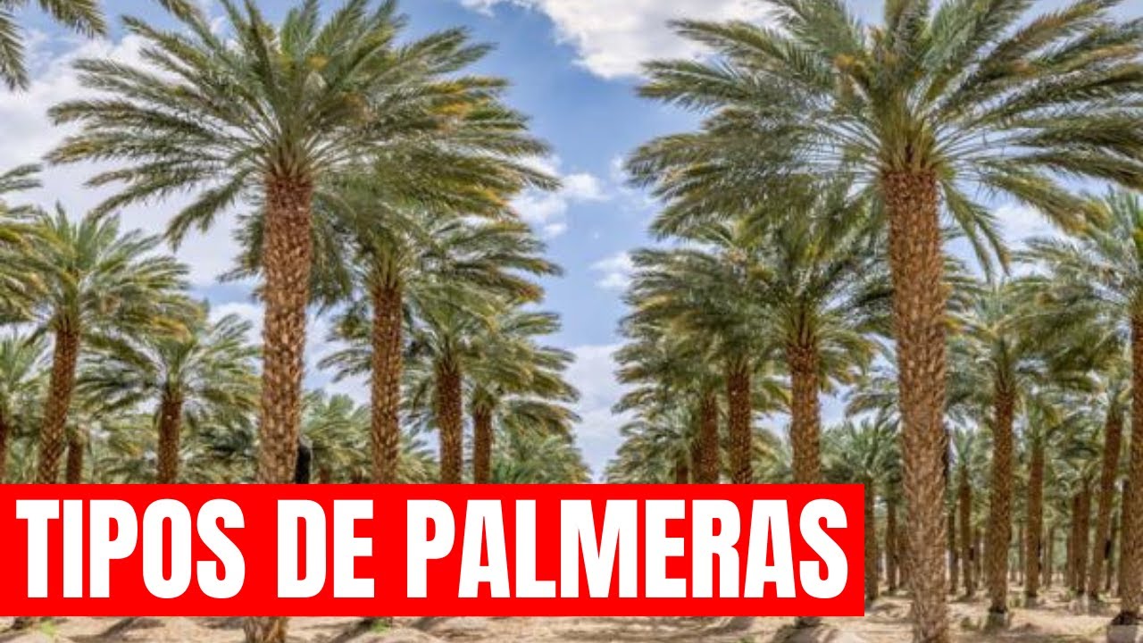 🌴 6 PALMERAS QUE TIENES QUE CONOCER. CON TODAS SUS CURIOSIDADES 🥥 ¿LO SABIAS?