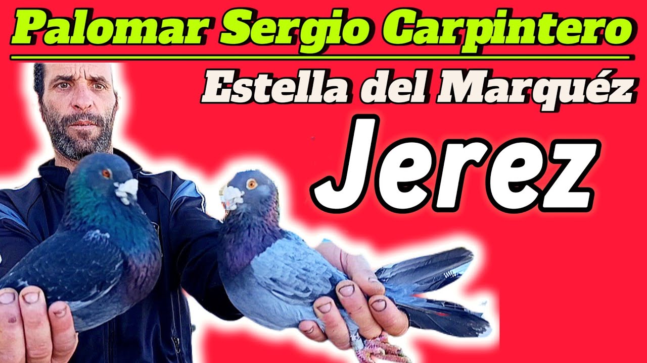 ¡Lo que VERAS AQUI te DEJARA sin PALABRAS! Los PALOMOS de Sergio El CARPINTERO de JEREZ te GUSTARAN