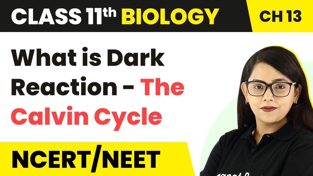 What is Dark Reaction -The Calvin Cycle | Photosynthesis in Higher Plants | Class 11 Biology