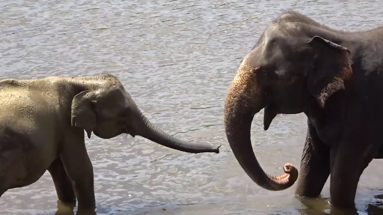 Sri Lankan Elephant Orphanage Baby Elephants. Watch The Trunks. It’s All About The Elephant’s Trunk.
