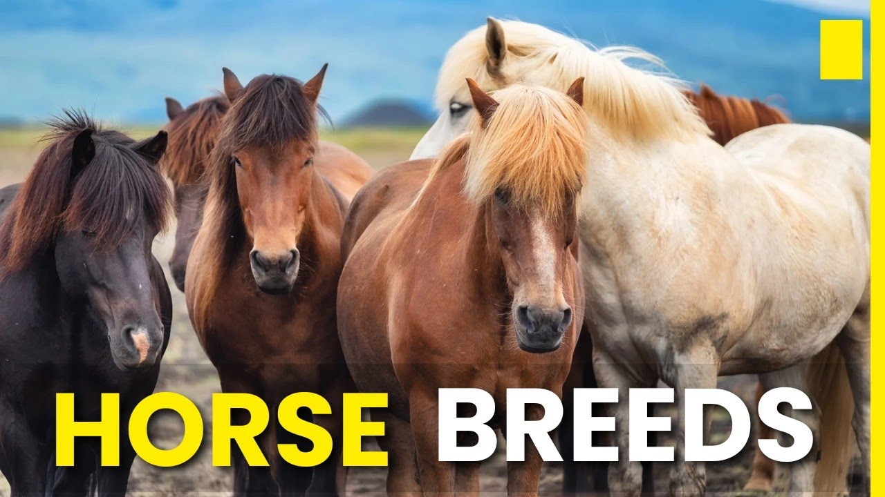 22 Most Unique & Rare Horse Breeds On The Planet