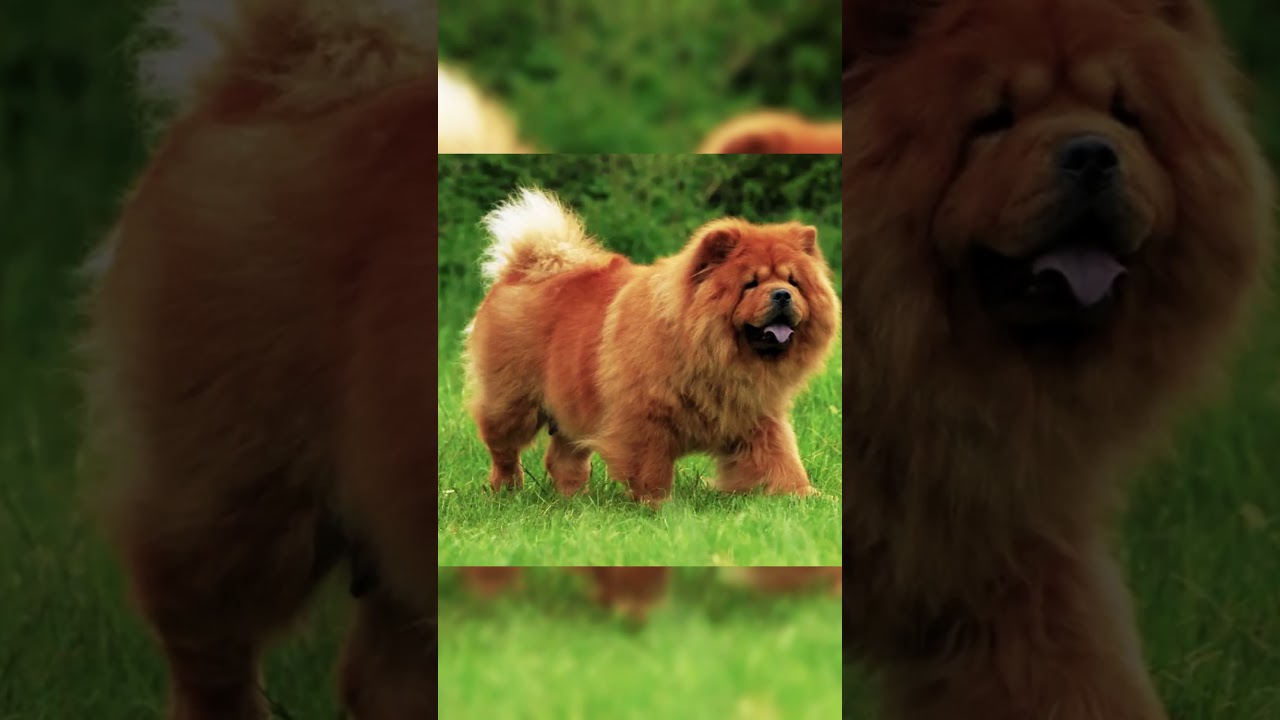 Estos son los perros m&aacute;s ic&oacute;nicos de cada pa&iacute;s