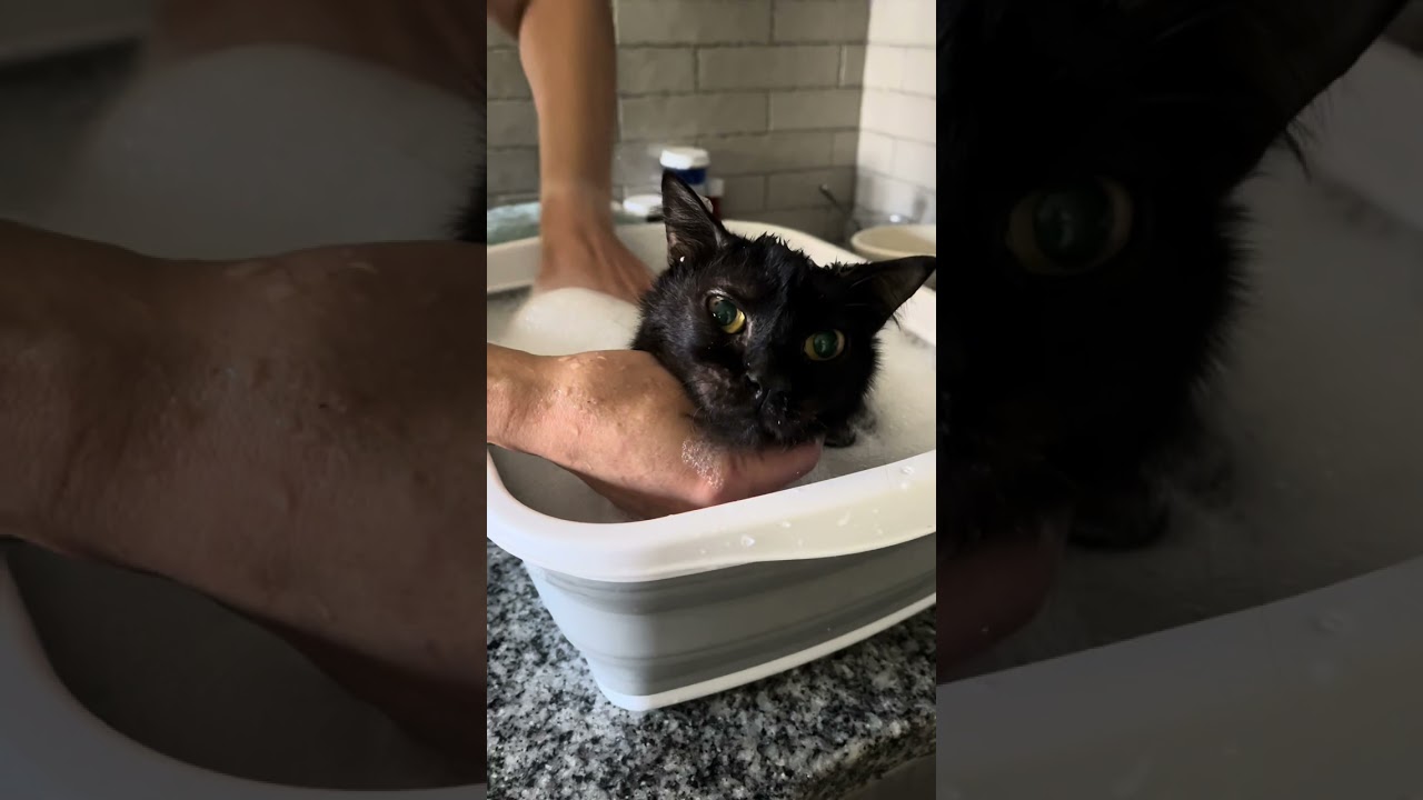 Scrub a dub a Williiioooms in a tub! 🧽🛁  #fyp #cats #catsoftiktok #willywonky #wobblycat