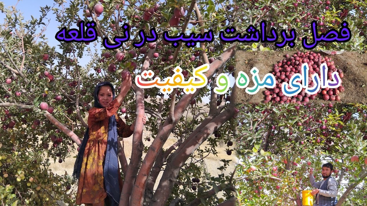 فصل برداشت سیب نی قلعه سیب دارای کیفیت بسیار بالا#زراعت #طبیعت #افغانستان #سیب #میوه 