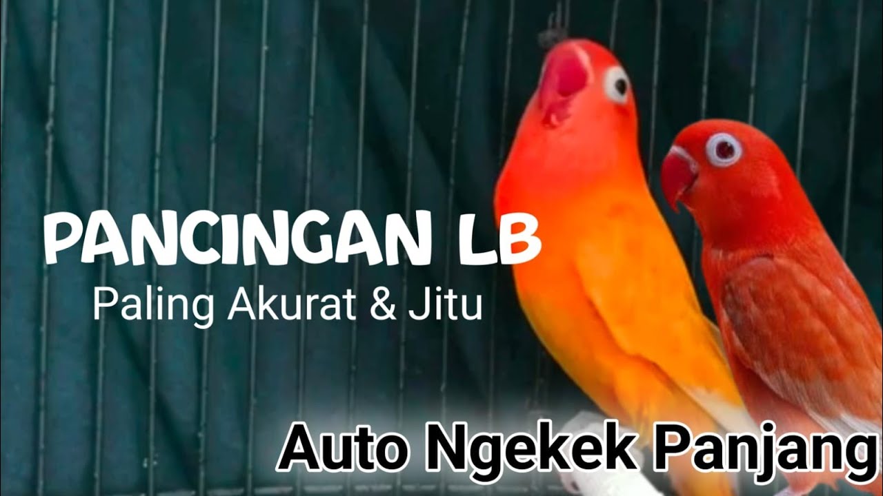 Masteran burung Lovebird,suara burung Lovebird ngekek panjang