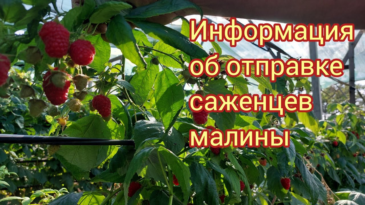 Информация об отправке саженцев малины, ежевики и другие работы