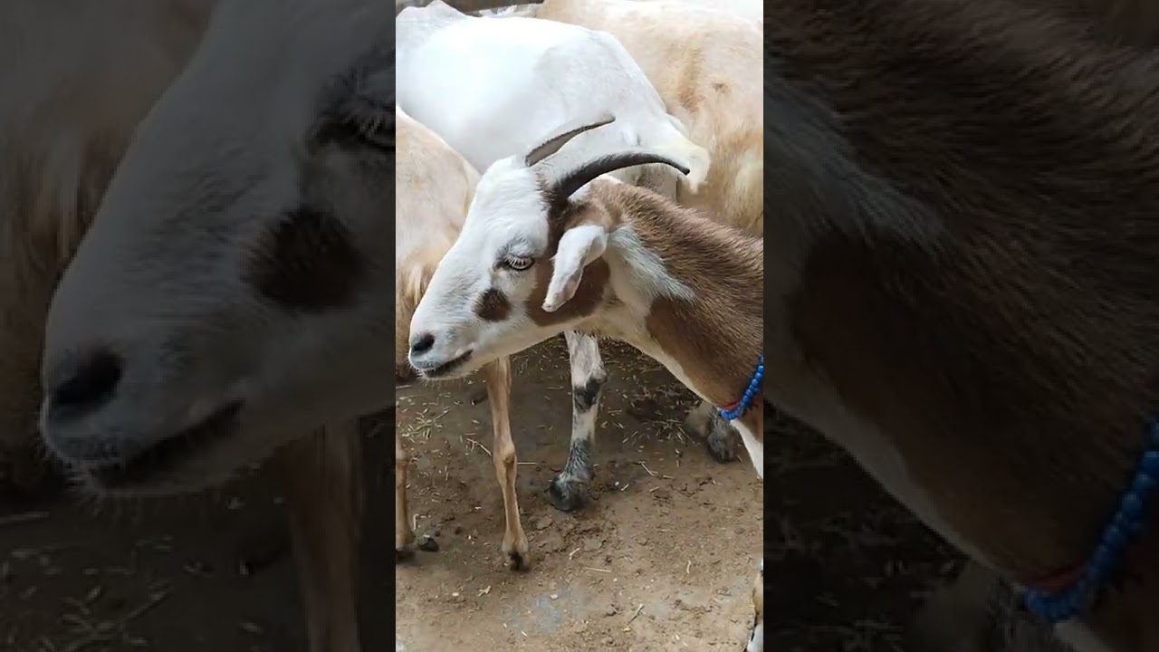 #goatfarminginpakistan (5)