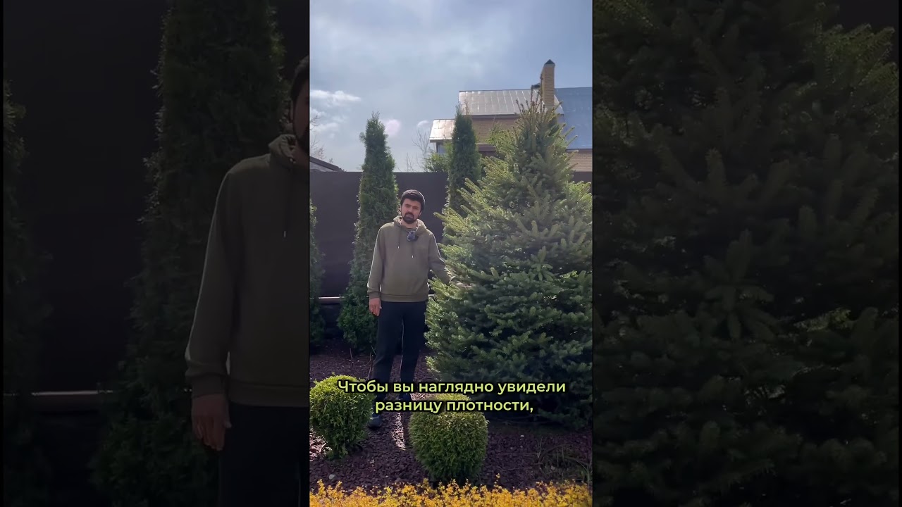 Как правильно формировать хвойные деревья?