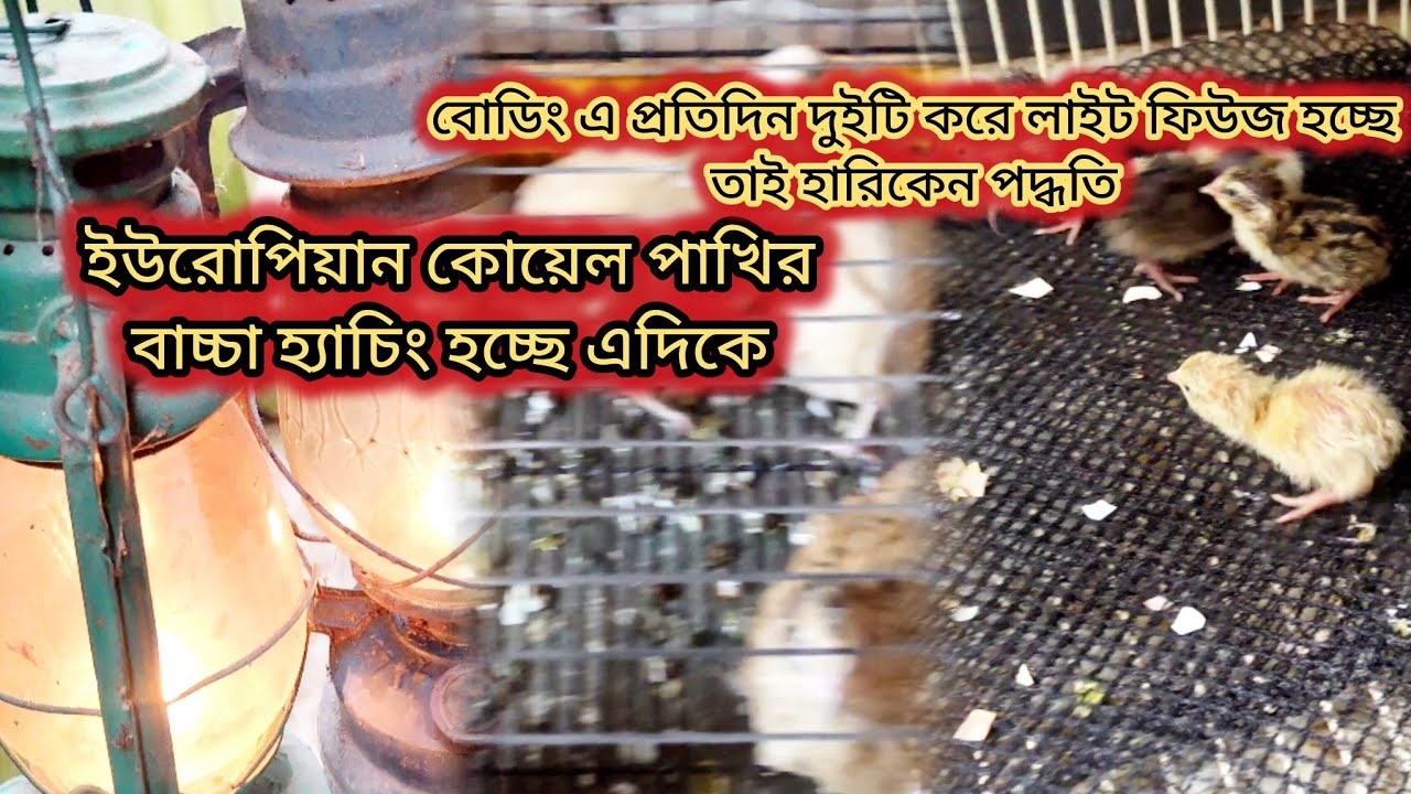 ইউরোপিয়ান হোয়াইট কটোনিক্স জায়েন্ট কোয়েল🐦 বাচ্চা হেচিং চলছে, সুপার কোয়ালিটি পেরেন্টস সম্পূর্ণ রেডি