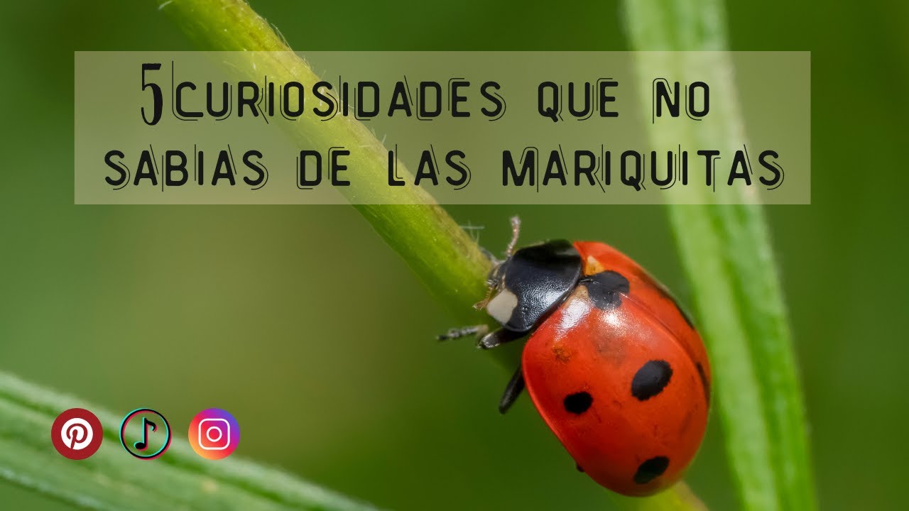 🐞 Datos IMPACTANTES Que No Sabías de las Mariquitas/Chinitas 🐞