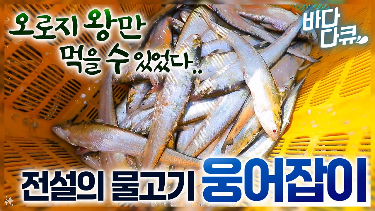 요즘에는 없어서 못 먹는 귀해진 물고기의 정체 / 조선시대에 백성들은 못 먹고 왕만 먹을 수 있었던 웅어 / #바다다큐