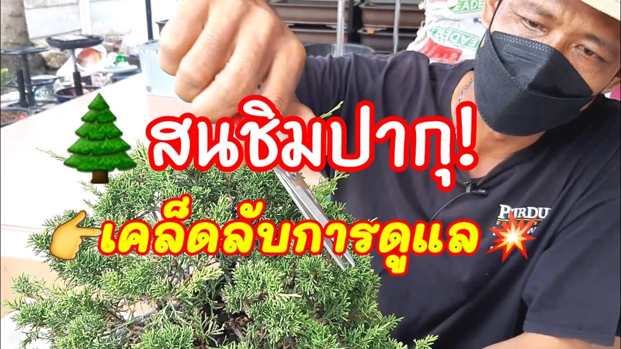 👍เคล็ดลับ!การดูแลสนชิมปากุ🌲ง่ายๆแต่ปฏิบัติตามได้ไม่ยากเราอยากให้ท่านได้ชม👌