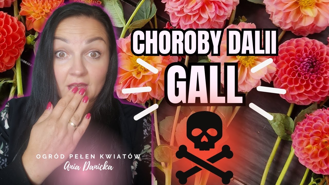 Choroby dalii. Gall liściowy i guzowatość dalii. Jak rozpoznać i walczyć z chorobą. Dużo informacji!