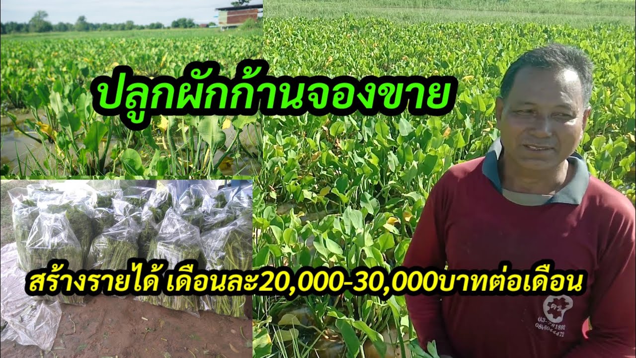 ปลูกผักก้านจอง(คันจอง)ขาย..สร้างรายได้เดือนละ2-3หมื่นบาท/เดือน !!สุดยอดมากครับ!