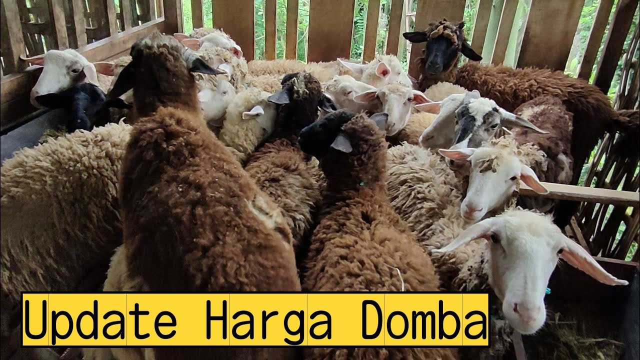 HARGA DOMBA TERBARU DI RESTU DOMBA FARM ????