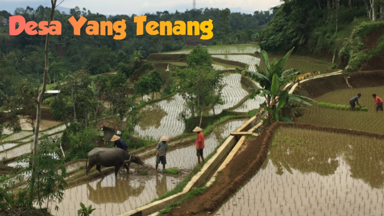 Kampung Kukulan Jawa Barat | Sawah Subur dengan Air Gunung yang Masih Melimpah