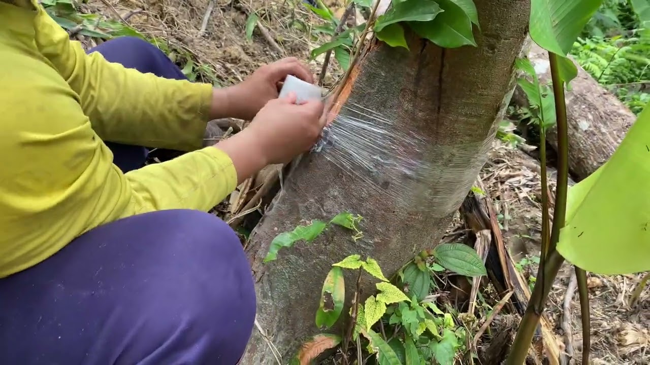 ทุเรียนหมอนทอง ทาบต้นต่อทุเรียนพื้นเมือง
