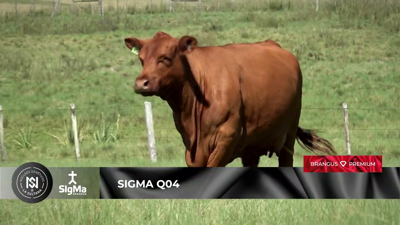 SIGMA Q04 · Donantes Núcleo Genético La Sultana