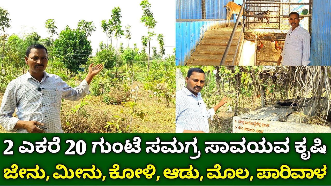 2 ಎಕರೆ 20 ಗುಂಟೆ ಸಮಗ್ರ ಸಾವಯವ ಕೃಷಿ | integrated organic farming in kannada | agroforestry in kannada