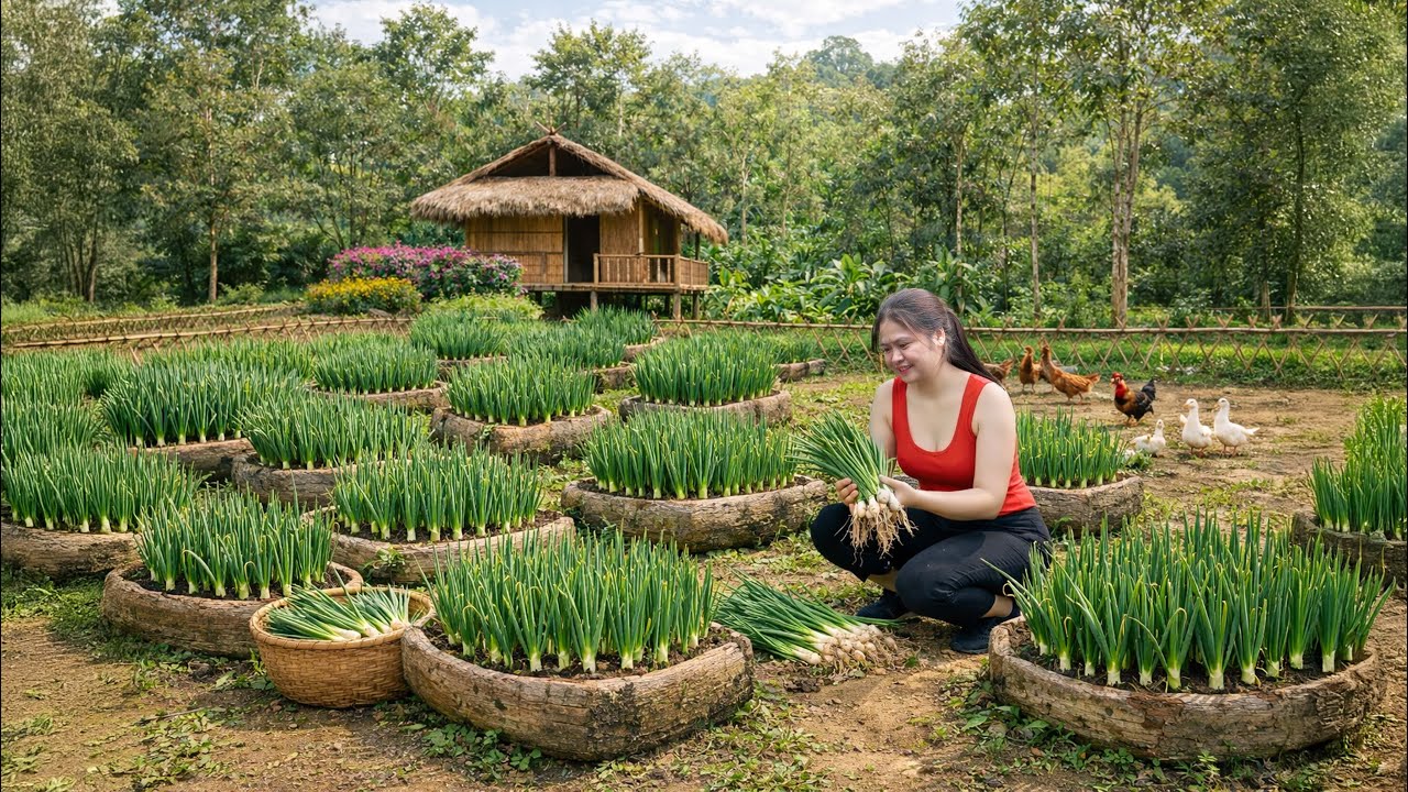 Harvesting Fresh Garden Onions | CEO Makes Fiery Homemade Kimchi for Market
